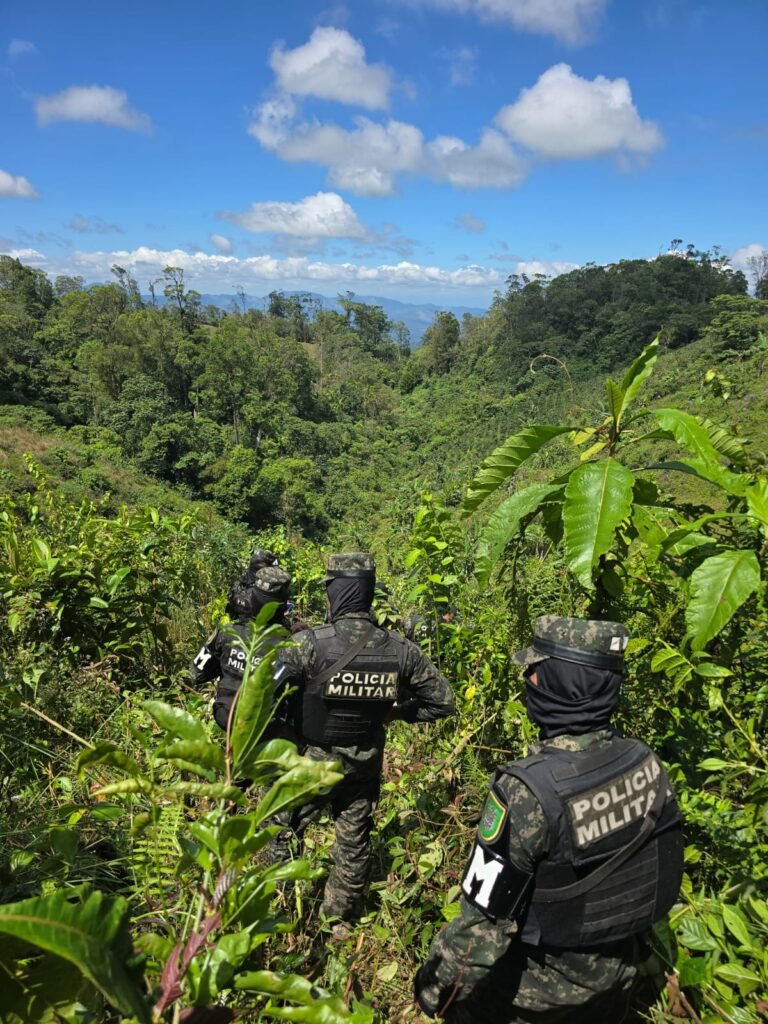 Las FF. AA. ha asegurado 11 plantaciones de coca en el 2025. 
