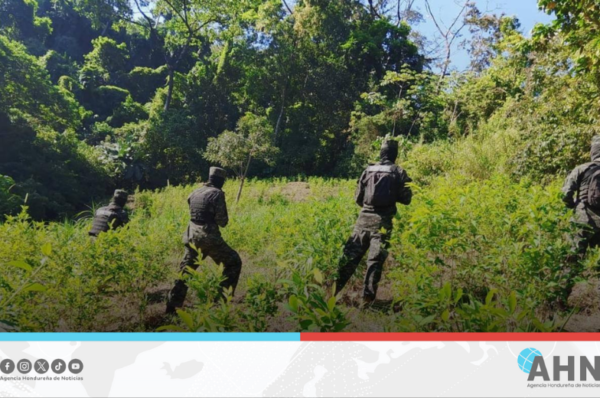 Fuerzas Armadas incautan droga en el norte de Honduras