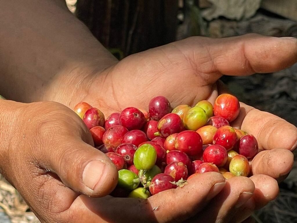 En Honduras, alrededor de 120 mil familias se dedican a la caficultura.