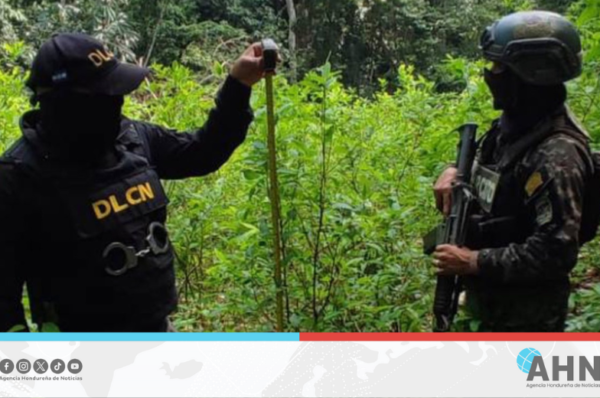 FFAA de Honduras decomisan más de 48 mil plantas de marihuana