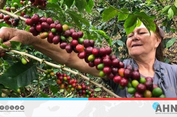 Socializan Ley de Financiamiento para el sector cafetalero en Honduras