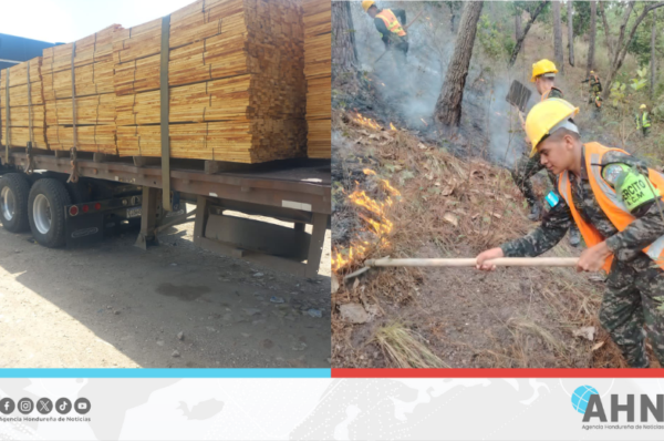 Fuerzas Armadas de Honduras realizan fuerte decomiso de madera