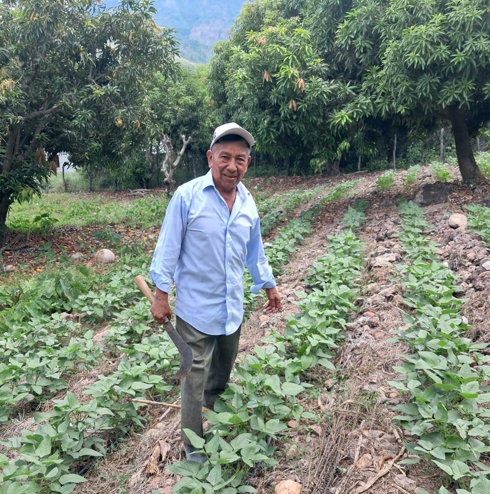 Impulsa Honduras cultivo de malanga como alternativa sostenible para pequeños agricultores.