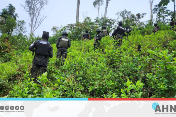 Incautan 21,500 arbustos de hoja de coca en el oriente de Honduras