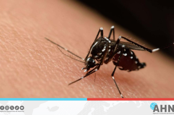 Autoridades reportan reducción de casos de dengue en Honduras