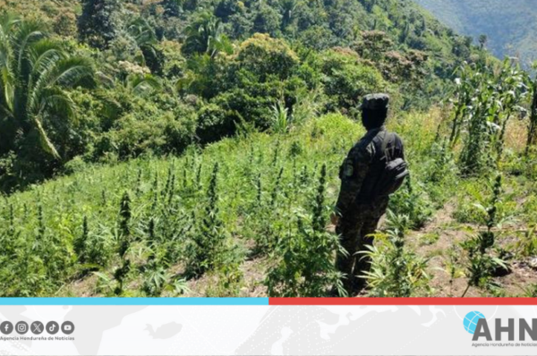Fuerzas Armadas de Honduras decomisan 20 mil plantas de marihuana