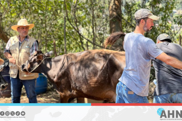 Honduras impulsa inseminación artificial para fortalecer sector ganadero