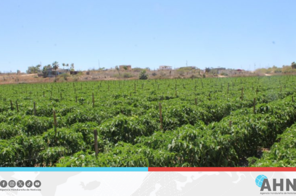 Productores hondureños de tomate se perfilan como líderes de exportación
