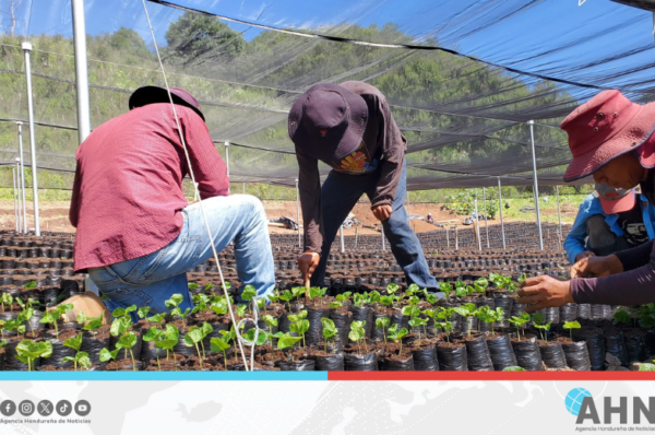 Honduras distribuirá 100 millones de chapolas para renovar parque cafetalero
