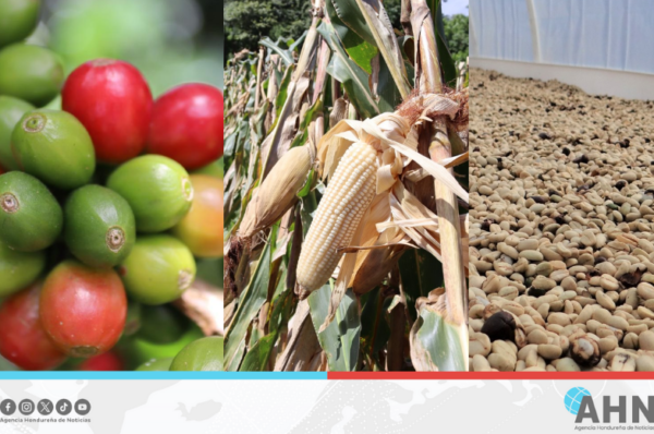 Producción Nacional de Honduras presenta crecimiento económico de 4.3 %