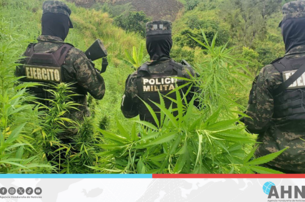 Confiscan 30 mil plantas de supuesta marihuana en Honduras