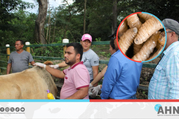 Honduras refuerza medidas contra el gusano barrenador