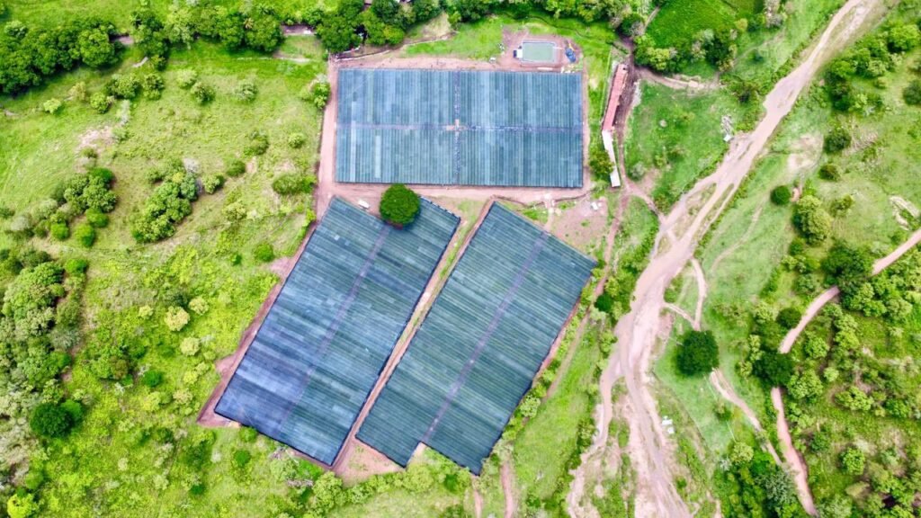 Instituto forestal hondureño producirá más de 30 millones de plantas.