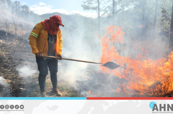 Disminuyen en 96 % incendios forestales en oriente de Honduras  