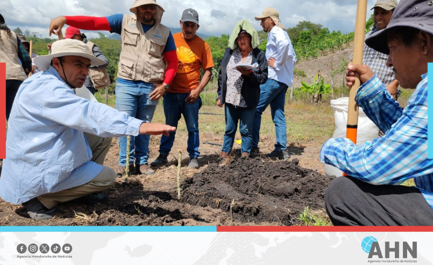 Implementan método biointensivo para mejorar productividad agrícola en Honduras