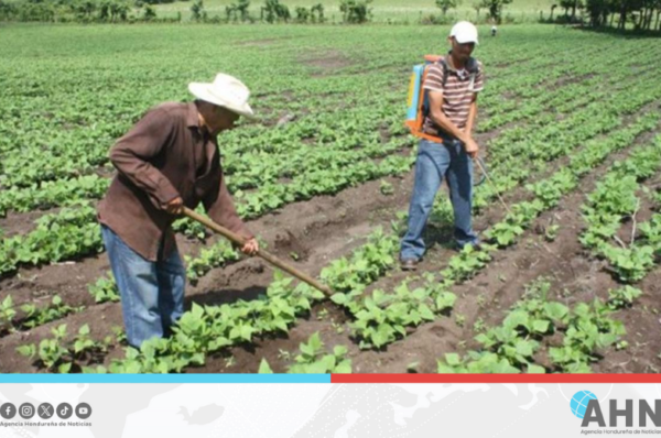 Honduras invertirá 93,5 millones de lempiras para fortalecer producción rural