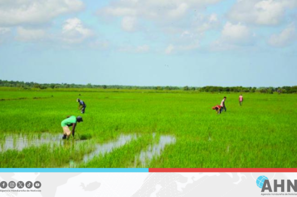 Cuba y Vietnam realizan cooperación agrícola para reforzar seguridad alimentaria