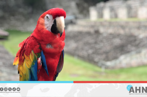 Honduras celebrará el Guacamaya Fest 2025