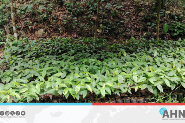 Gobierno entrega cinco millones de plantas en occidente de Honduras