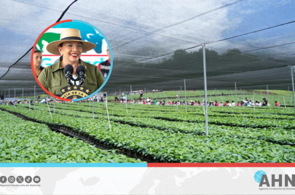 Presidenta Castro lanza programa Agrobosques en occidente de Honduras