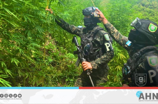 Aseguran más de 5,000 arbustos de marihuana en el norte de Honduras