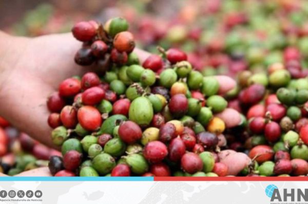 Producción de café marca repunte histórico en la economía hondureña