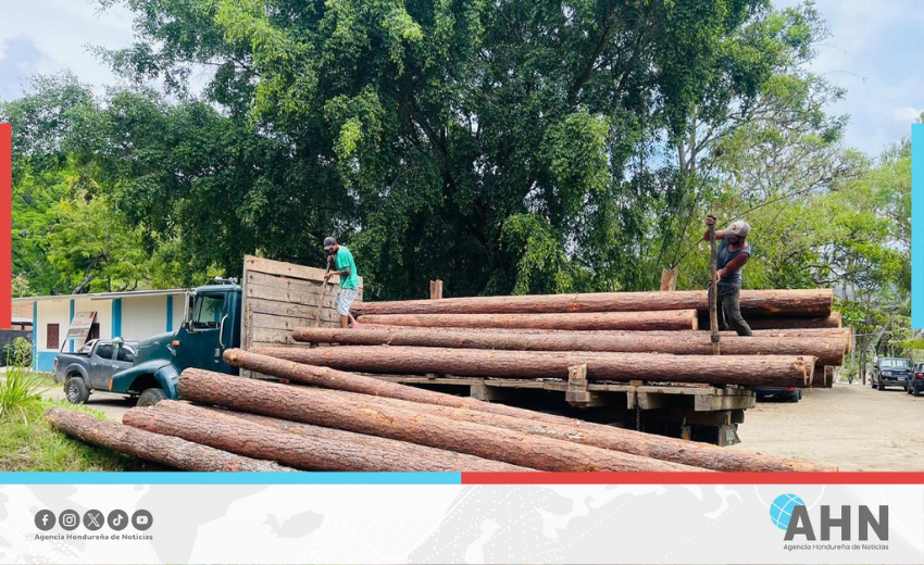 Autoridades realizan auditorías para garantizar legalidad forestal en Honduras