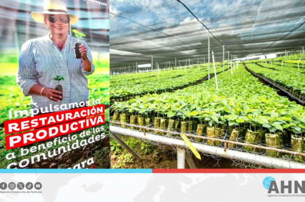 Producirán 30 millones de plantas para restaurar bosques en Honduras