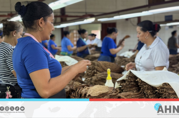 Honduras se consolida como segundo mayor exportador de tabaco en América
