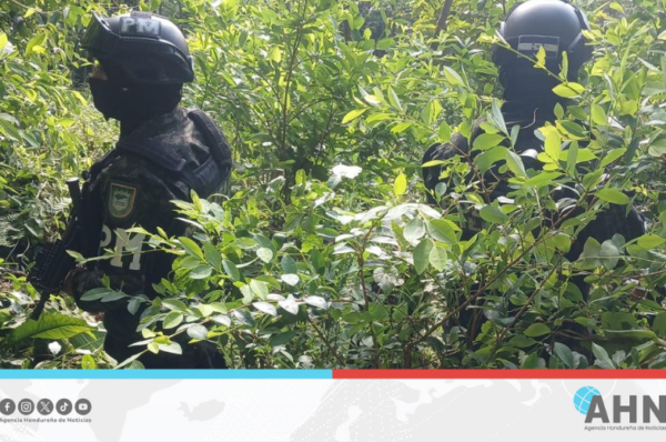 Fuerzas Armadas hondureñas localizan plantación de droga en zona norte