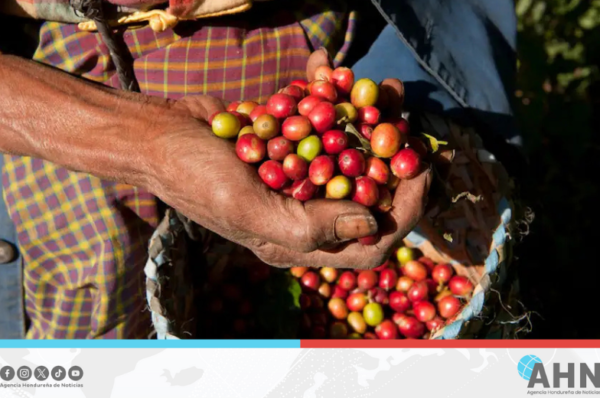 Destaca Honduras por crecimiento en exportaciones de café