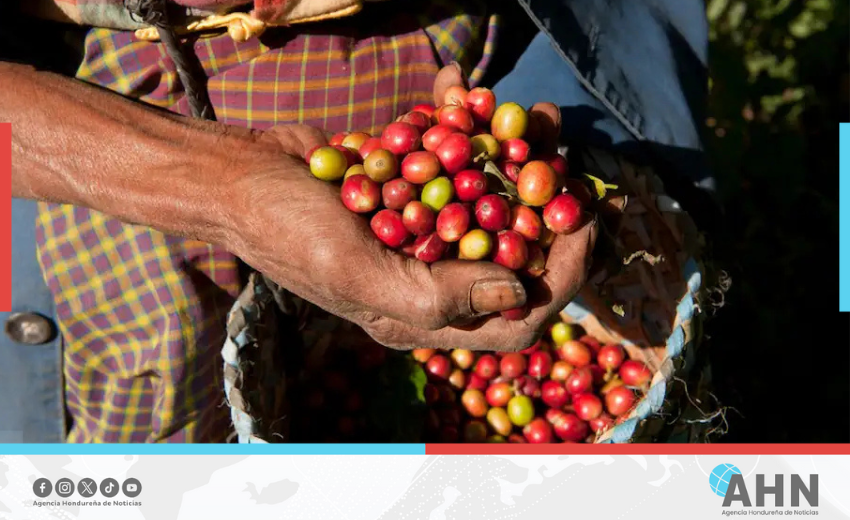 Destaca Honduras por crecimiento en exportaciones de café
