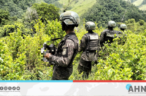 Fuerzas Armadas de Honduras aseguran 60 mil arbustos de hoja de coca