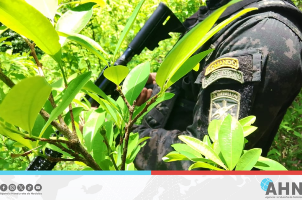 FFAA de Honduras aseguran cultivo de 27,500 arbustos de hoja de coca