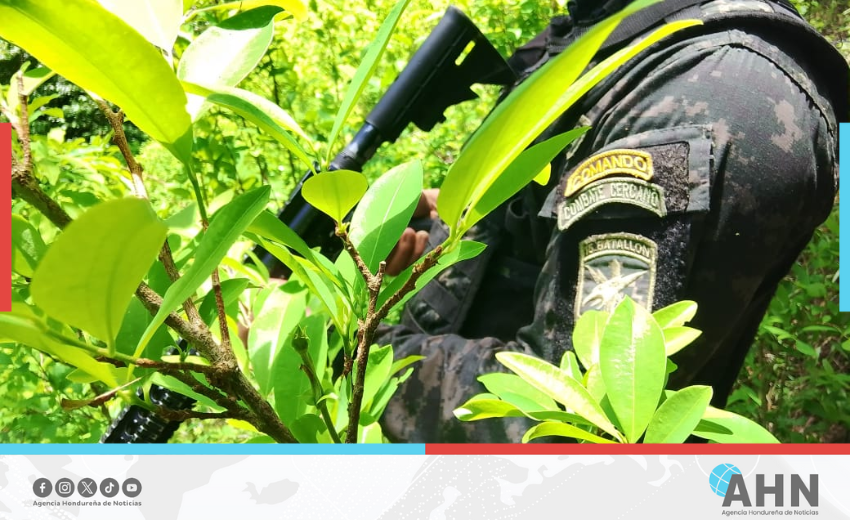 FFAA de Honduras aseguran cultivo de 27,500 arbustos de hoja de coca