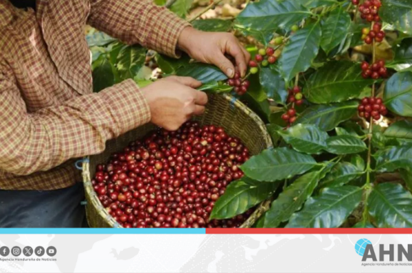 Autoridades hondureñas afirman que programa Agrobosques transforma la caficultura
