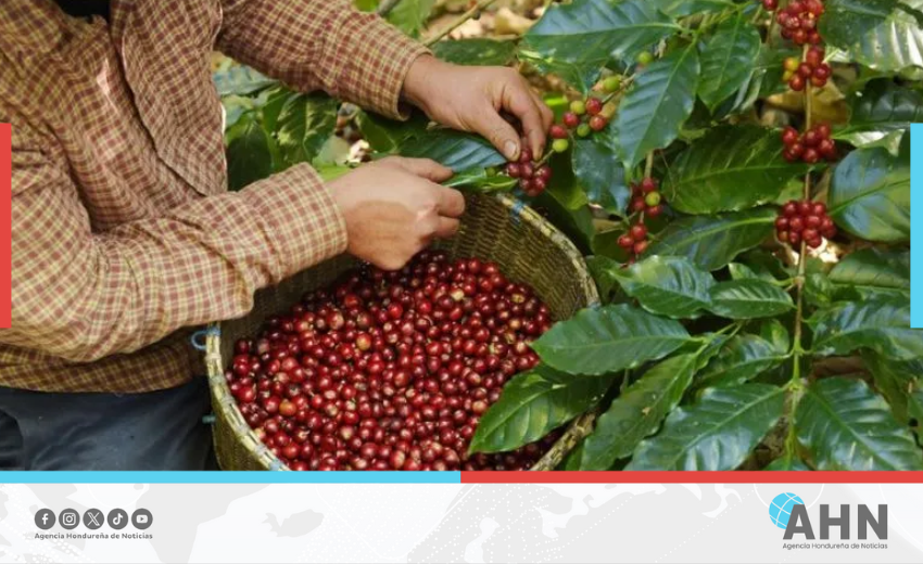 Autoridades hondureñas afirman que programa Agrobosques transforma la caficultura