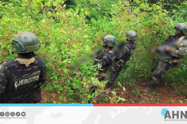 FFAA de Honduras aseguraron plantaciones de supuesta droga