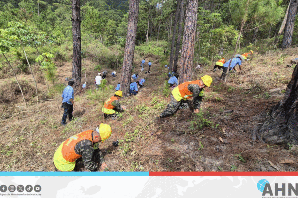 Fuerzas Armadas hondureñas plantan 1,700 árboles en jornada de reforestación