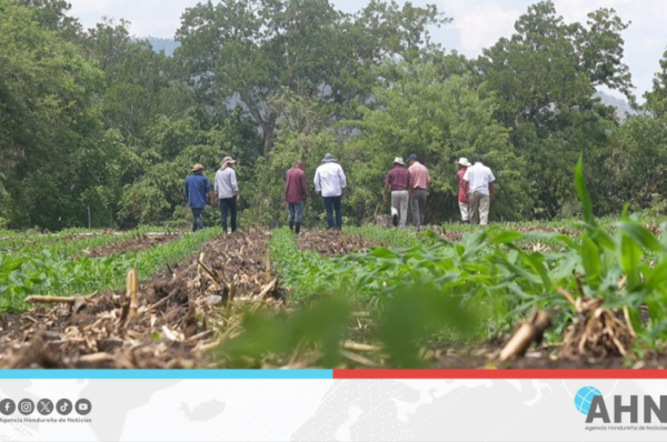 Incorpora Honduras seis mil hectáreas bajo riego para impulsar agricultura