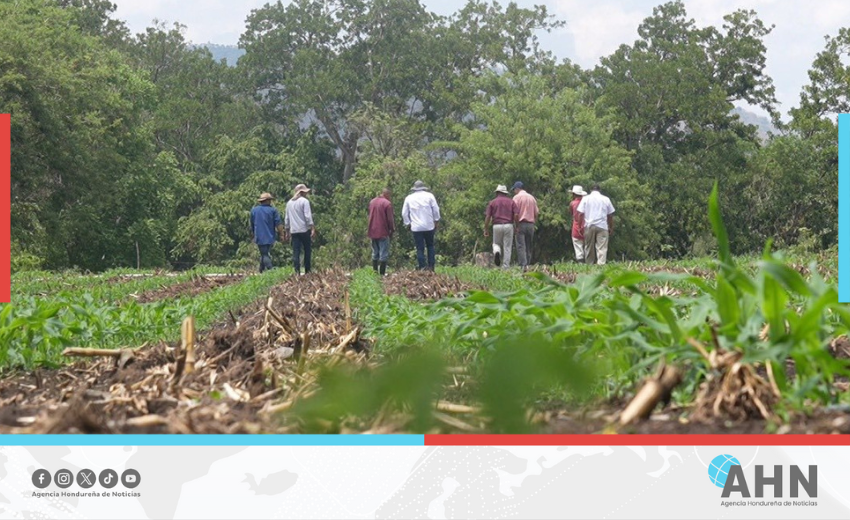 Incorpora Honduras seis mil hectáreas bajo riego para impulsar agricultura