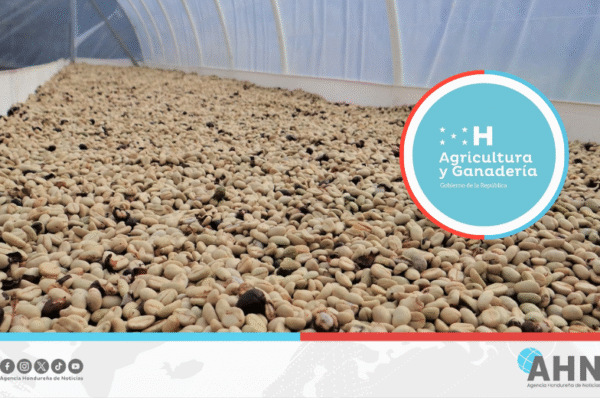 Café hondureño alcanza cifra récord en exportaciones 2024-2025