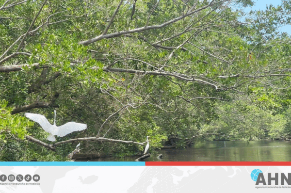 Plantan 1,500 manglares para mitigar cambio climático en Honduras