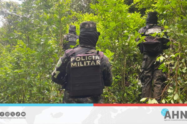 Fuerzas Armadas de Honduras incautan más de 40 mil arbustos de droga