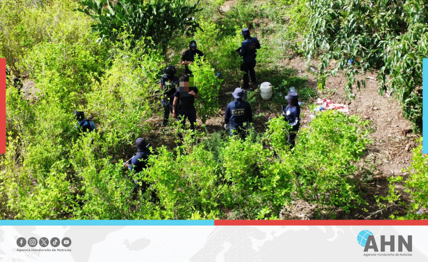 Policía hondureña destruye narcolaboratorio y 48 mil plantas de coca