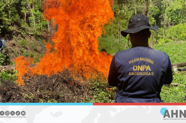 Policía de Honduras destruye plantación de coca y laboratorio clandestino