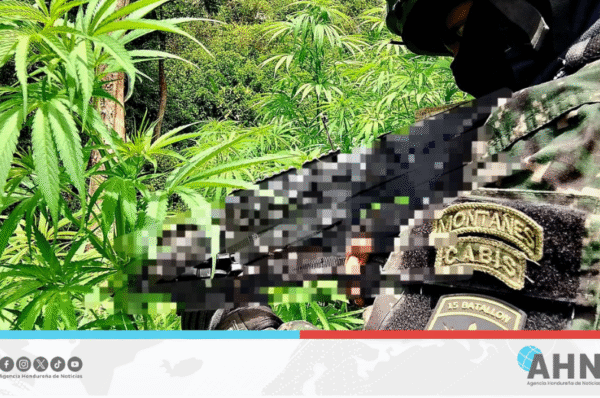 Incautan 6,000 arbustos de hoja de marihuana en el norte de Honduras