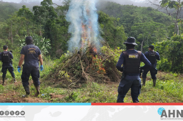 Policía erradica 48 mil arbustos de hoja de coca en el norte de Honduras