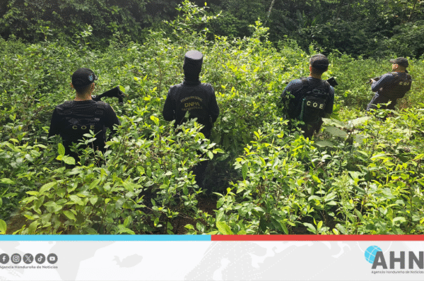 Policía de Honduras incauta 52 mil arbustos de cocaína en el norte