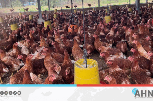 Gobierno hondureño entregará producto avícola para fortalecer seguridad alimentaria